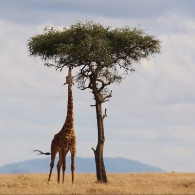 giraffe-kimbia kenya