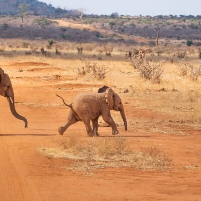 safari-elephants Africa