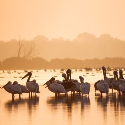 wetlands-pelicans