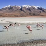 flamingos-Andes-chile-south-america